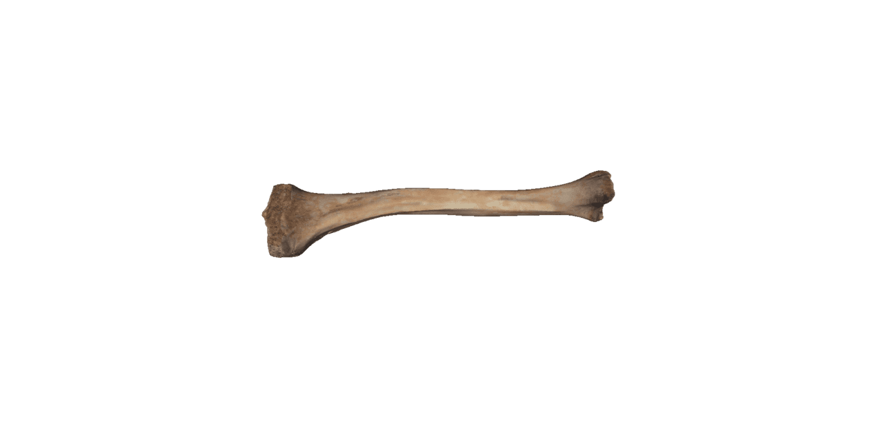 Bone image size clipart