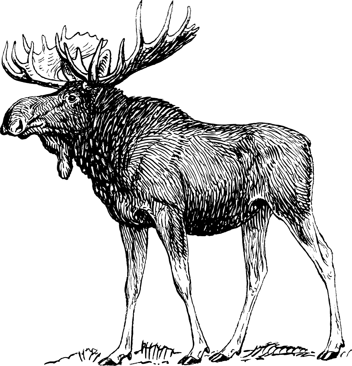 Moose eland rendier gewei gratis vectorafbeelding op pixabay clipart