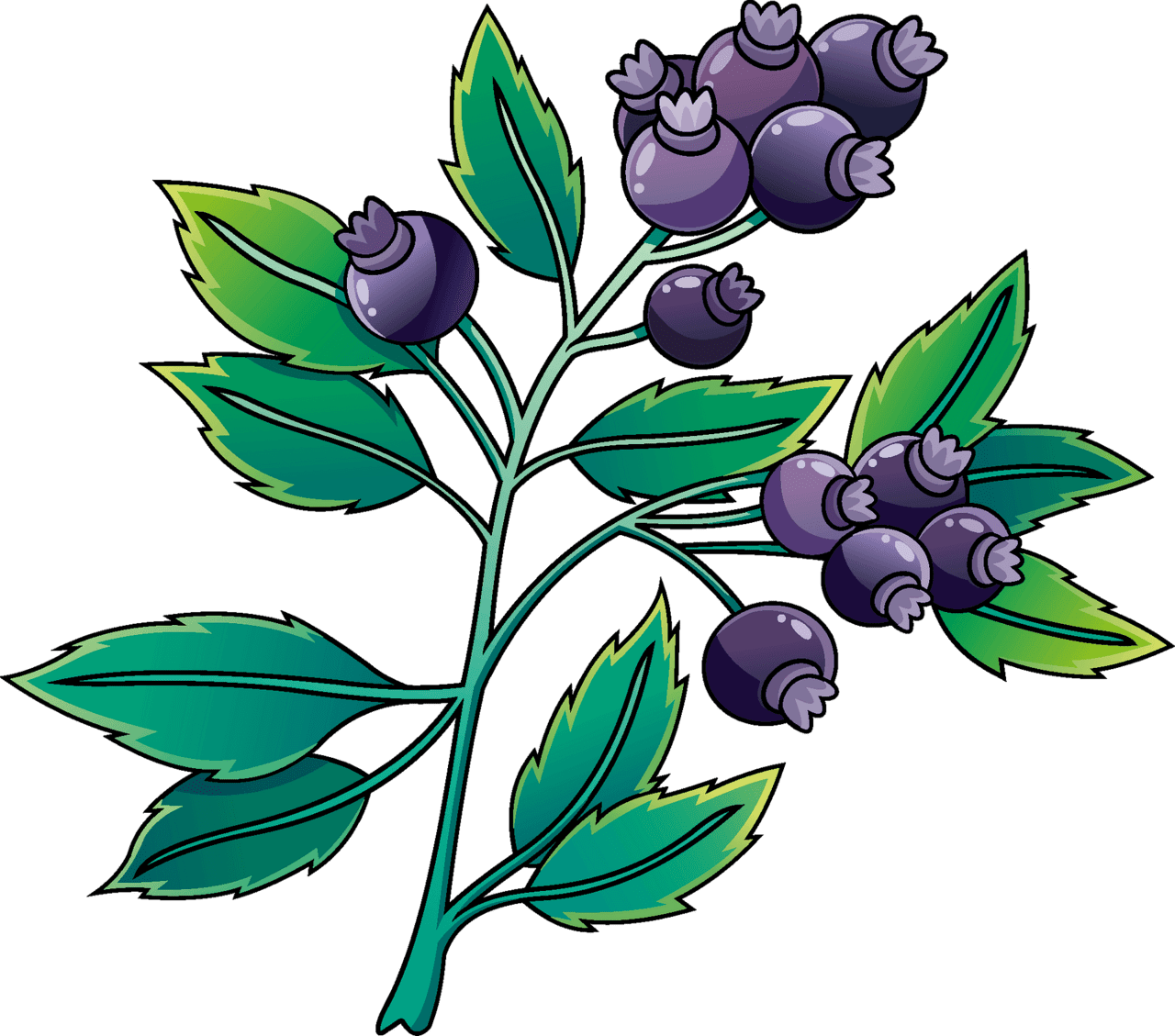 Blueberry vector clipart images 2