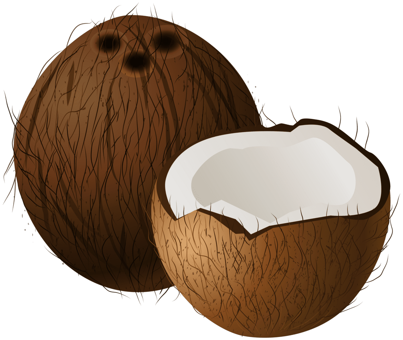 Coconut clipart photo