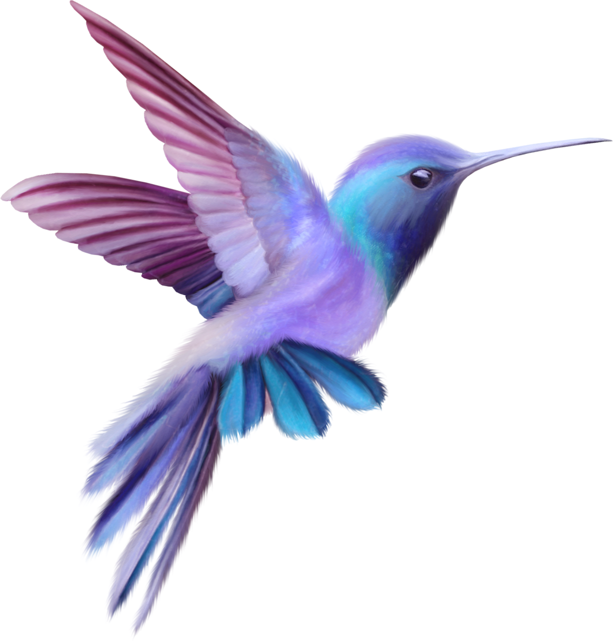 Hummingbird clipart bello colibr free