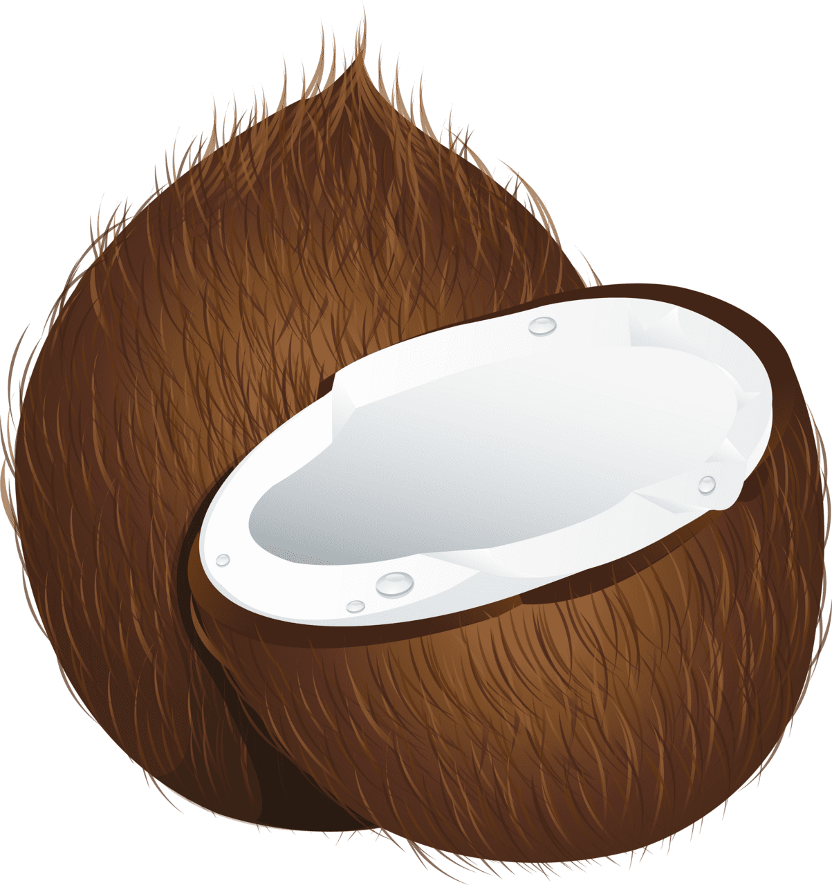 Coconut image size clipart