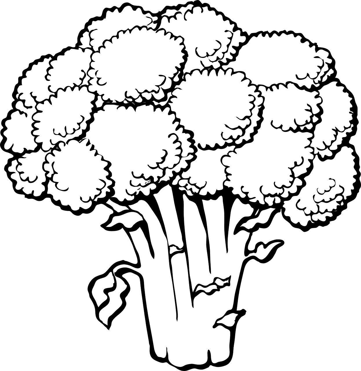 Broccoli vegetables food vector graphic clipart