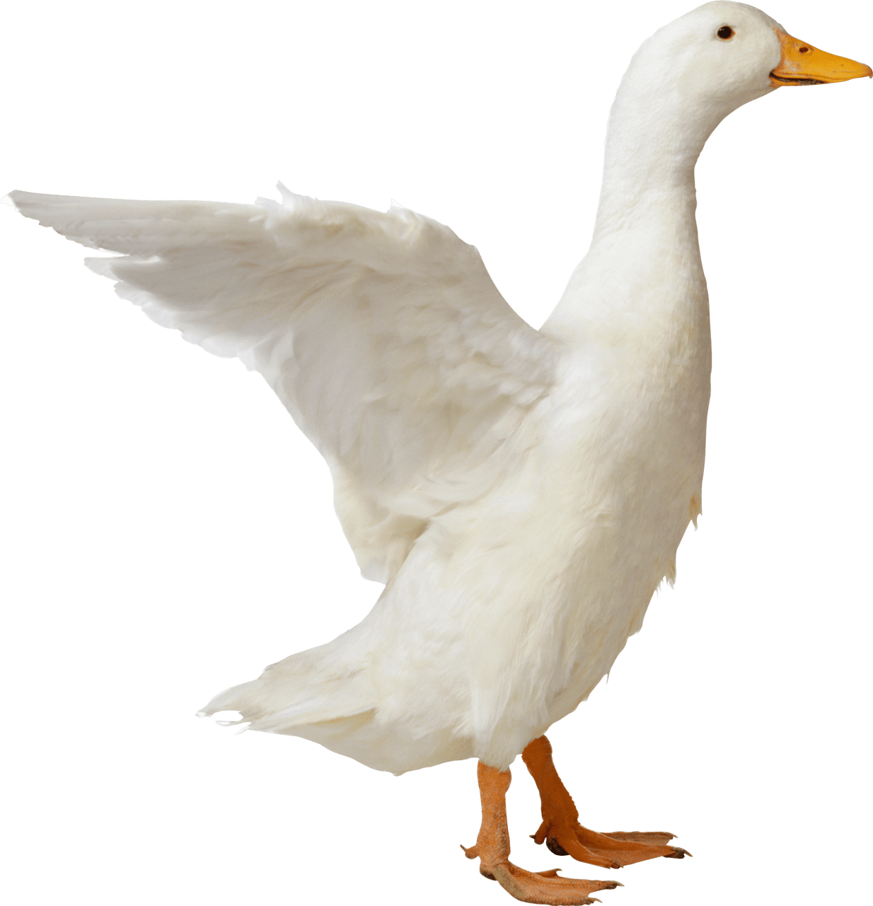 Goose pin page clipart photo