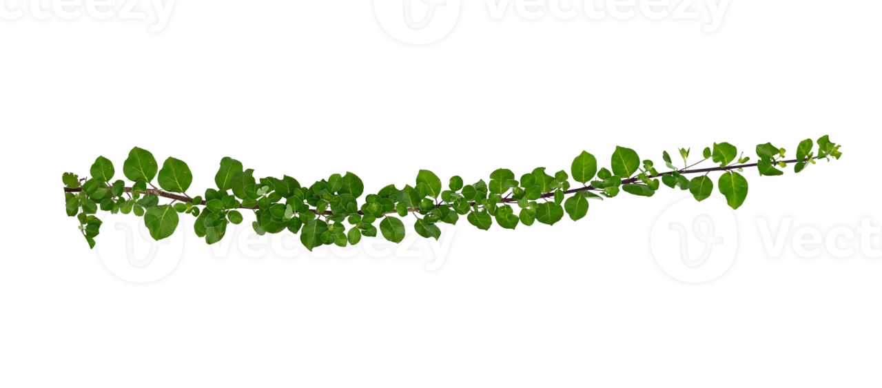 Vine for clipart vector