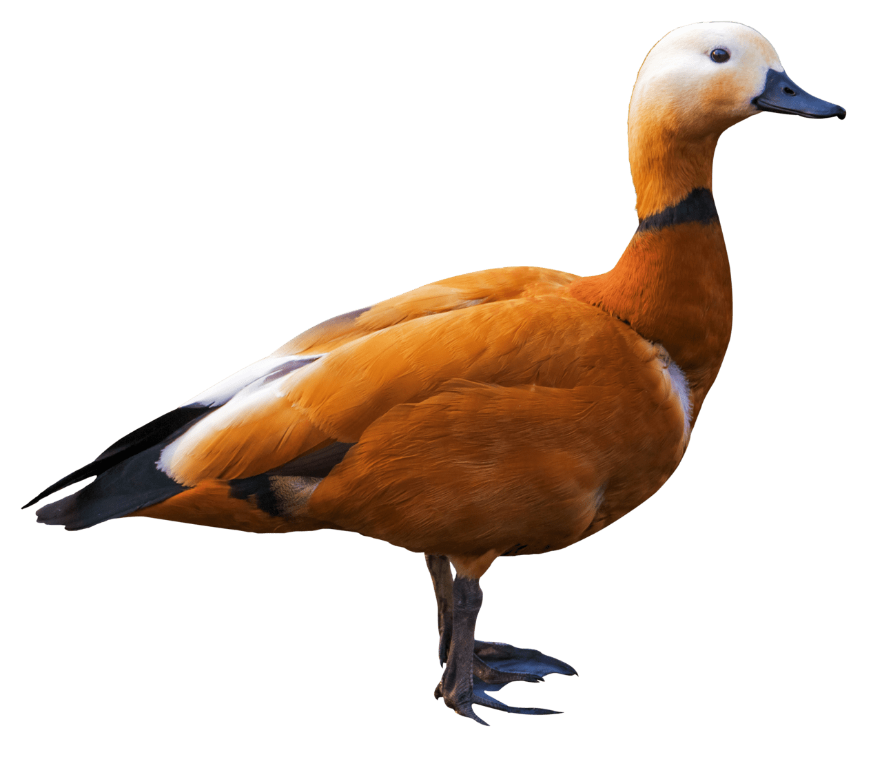 Goose shelduck clipart clip art