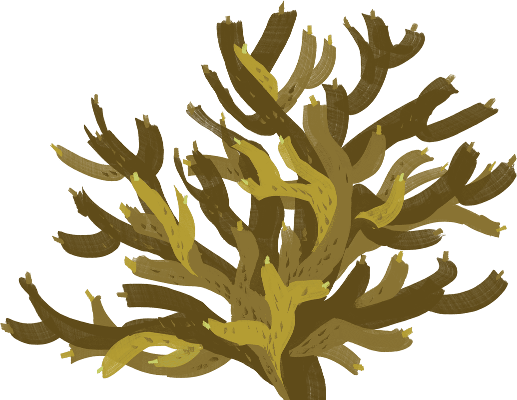 Coral environment metamorphosis thyota journey clipart picture