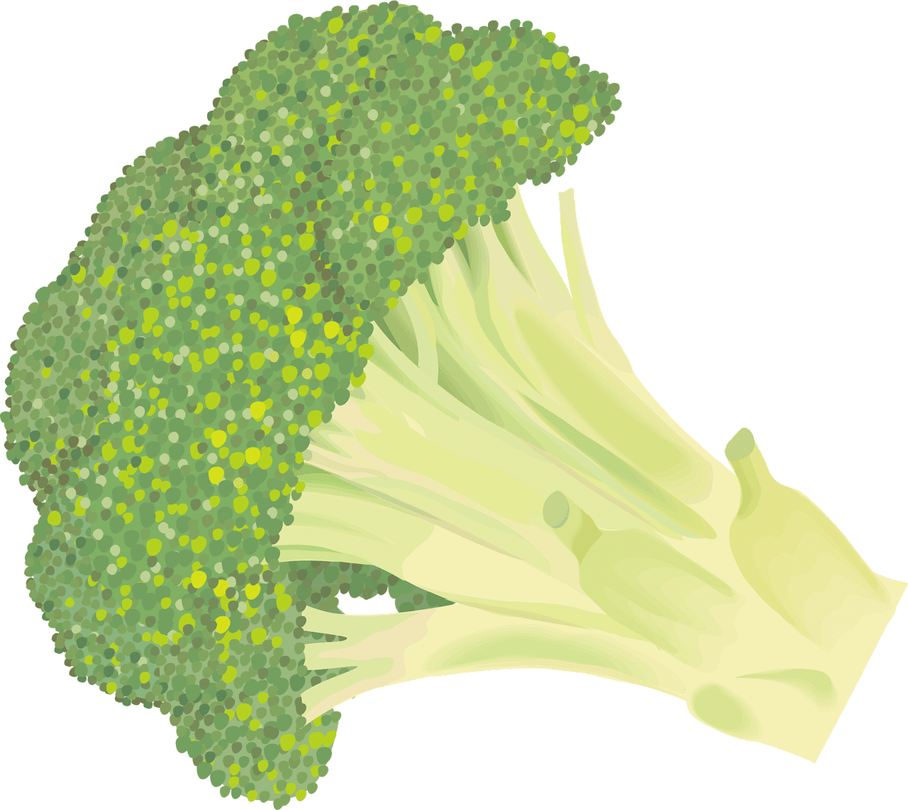 Broccoli vector clipart images 5