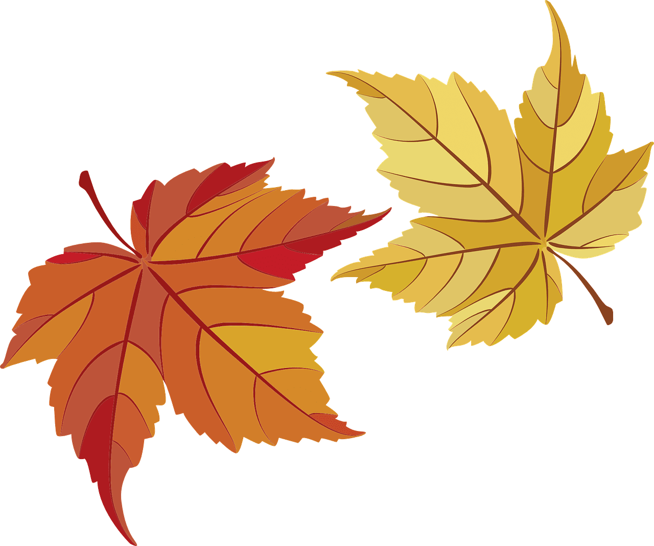 Autumn leaf maple leaves plant vector graphic clipart