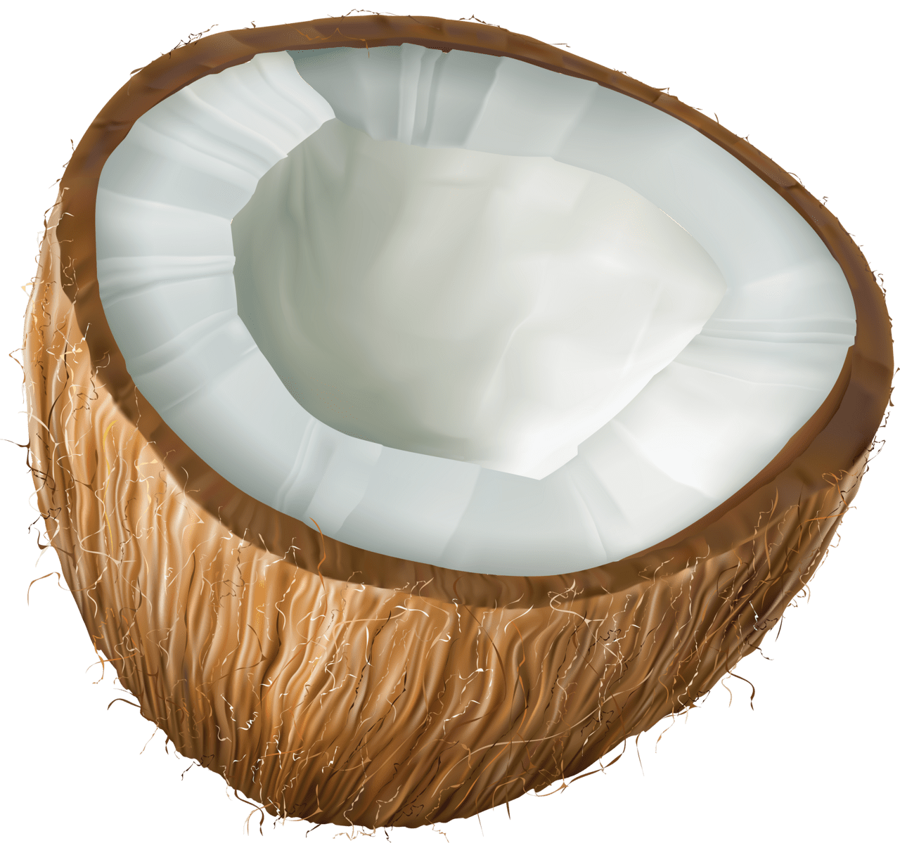 Coconut clipart high quality images and