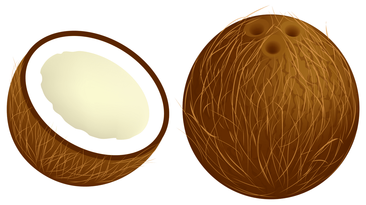 Coconut vector clipart image