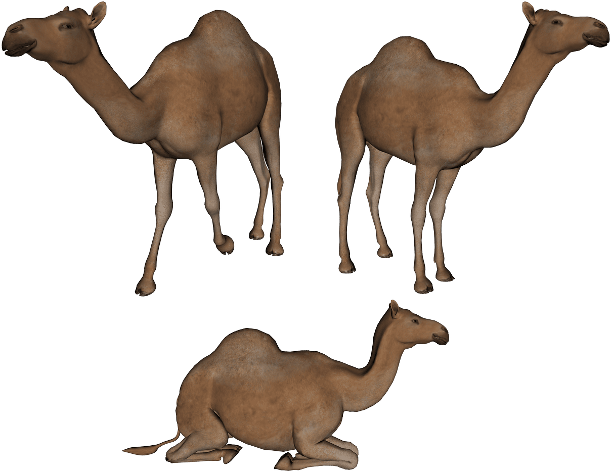 Camel photo clipart image with no background