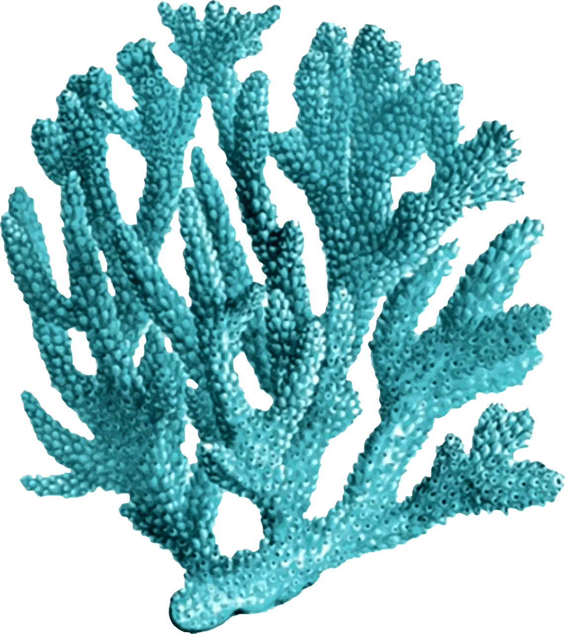 And clipart library coral full size image