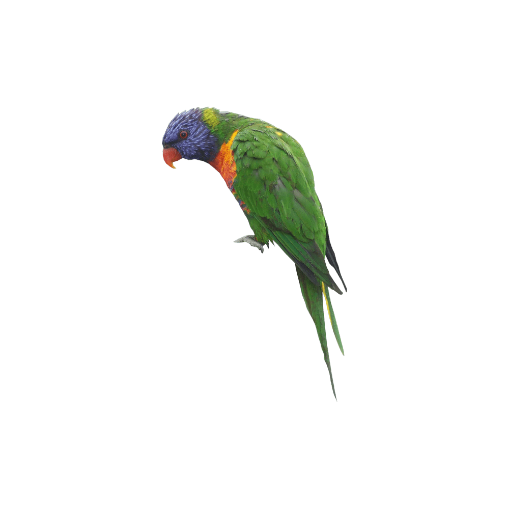 Parrot lorikeet images hd photo clipart