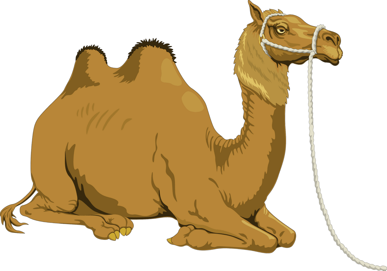 Camel vector clipart images