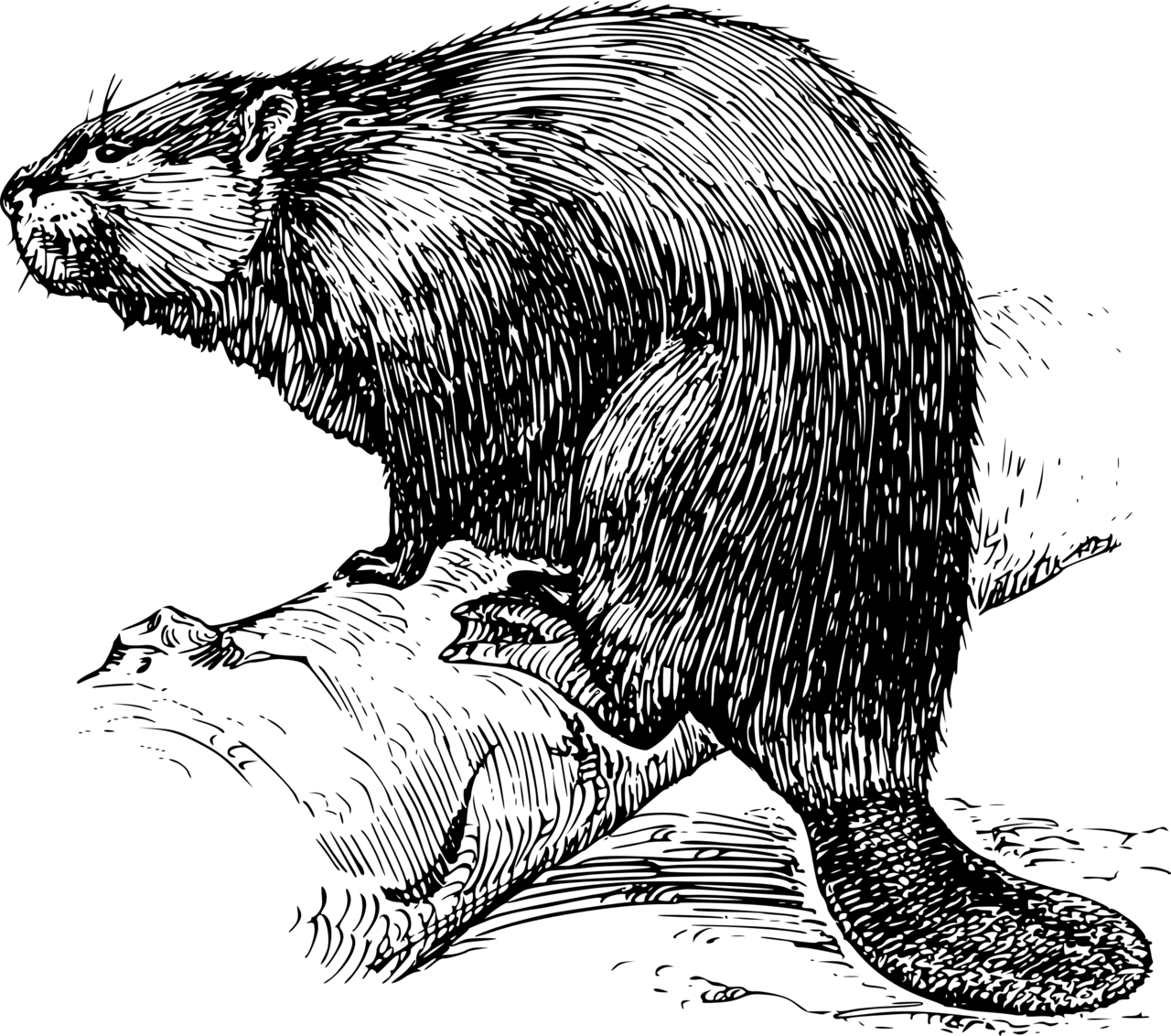 Groundhog pin page clipart logo 2