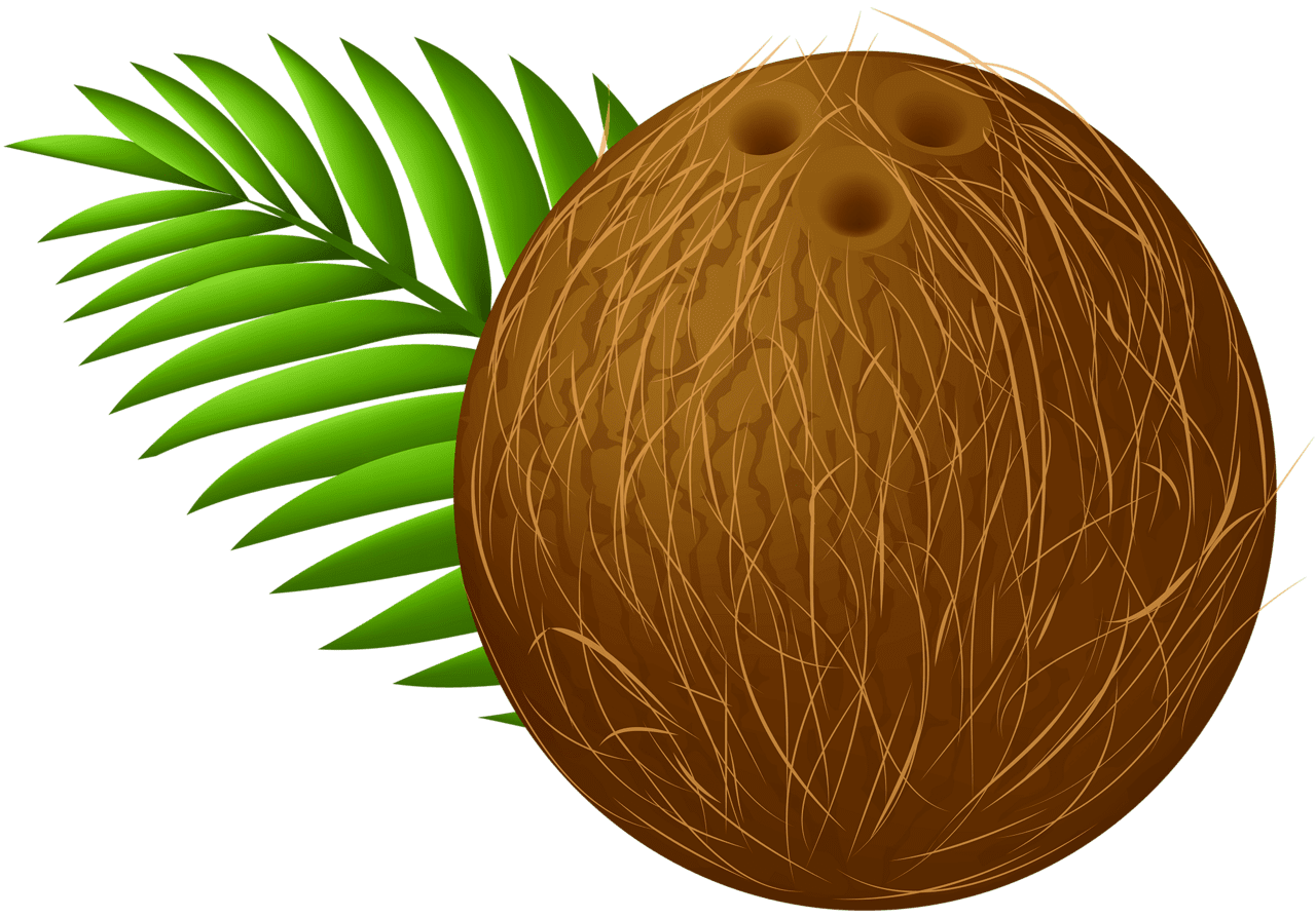 Coconut and leaves clipart unlimited transparent