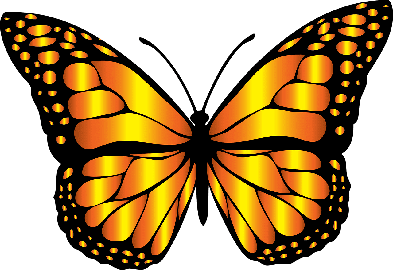 Wings animal butterfly chromatic vector graphic clipart