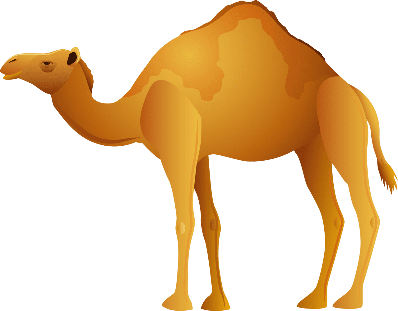 Camel ap worldipedia clipart picture