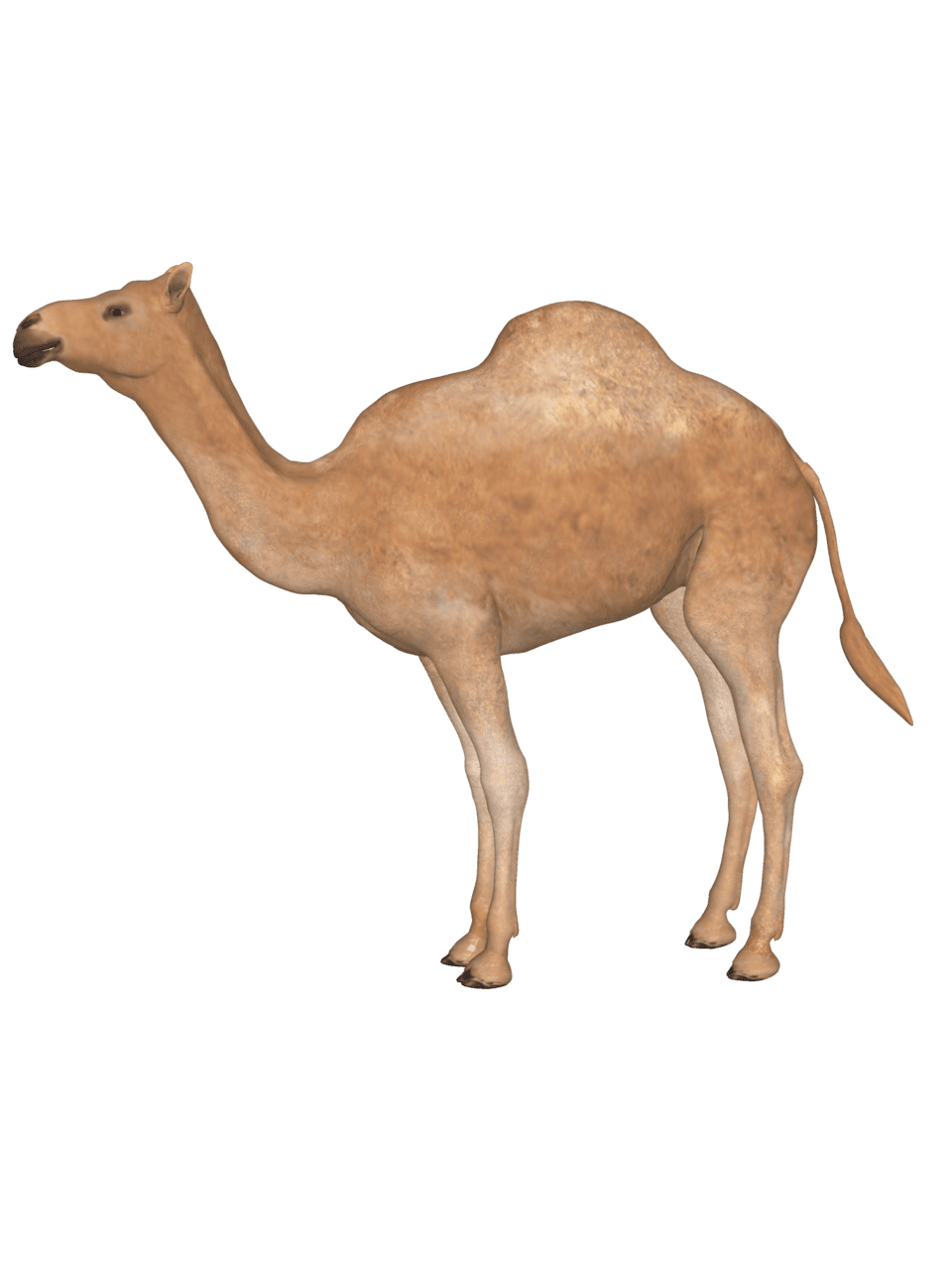 Camel pin page clipart clip art