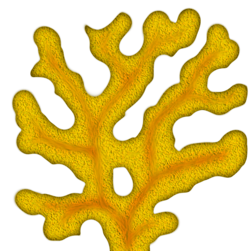 Coral images clipart