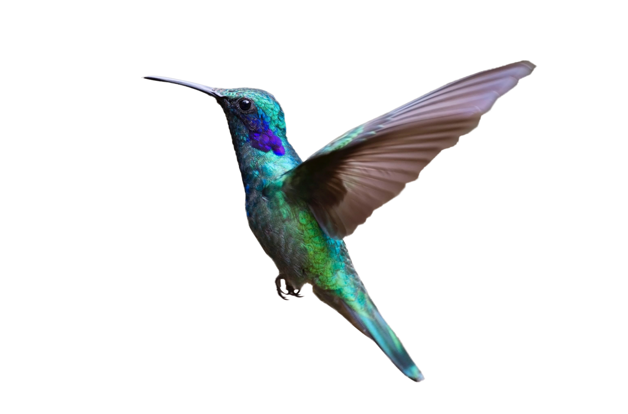 Colorful hummingbird flying clipart logo