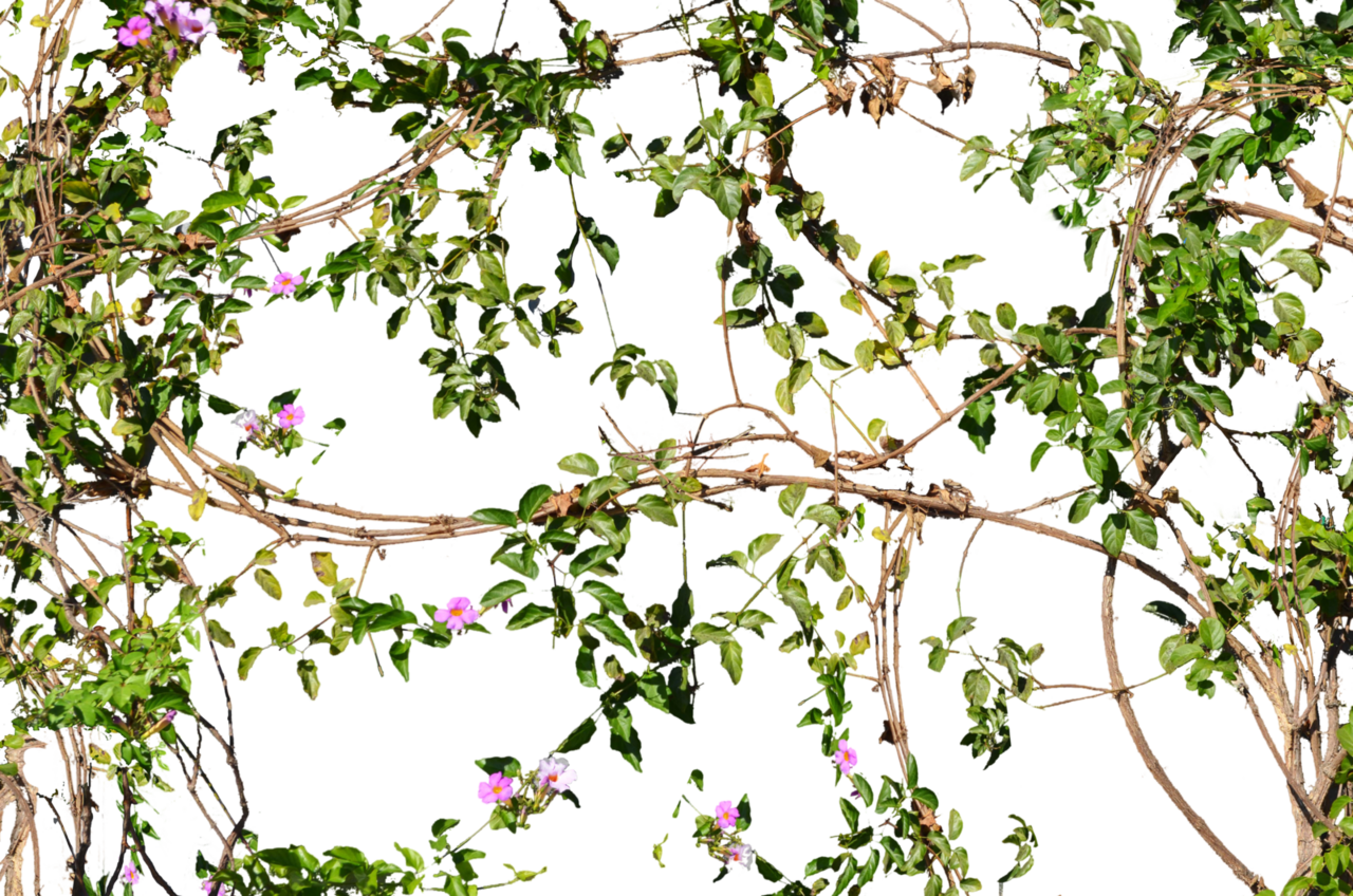 Vine flowers growing wall photo by annamae deviantart clipart