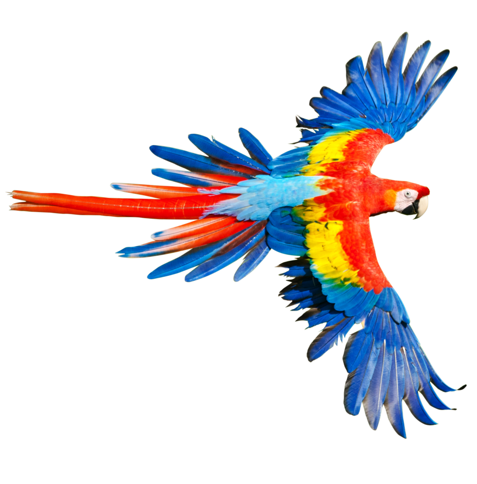 Flying parrot clipart photo