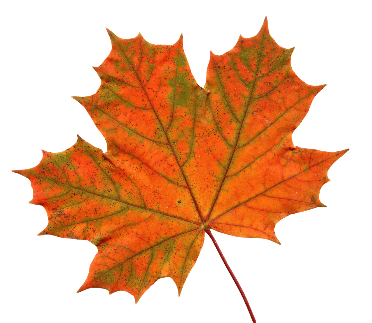 Autumn leaf maple image drawing watercolor leaves clipart