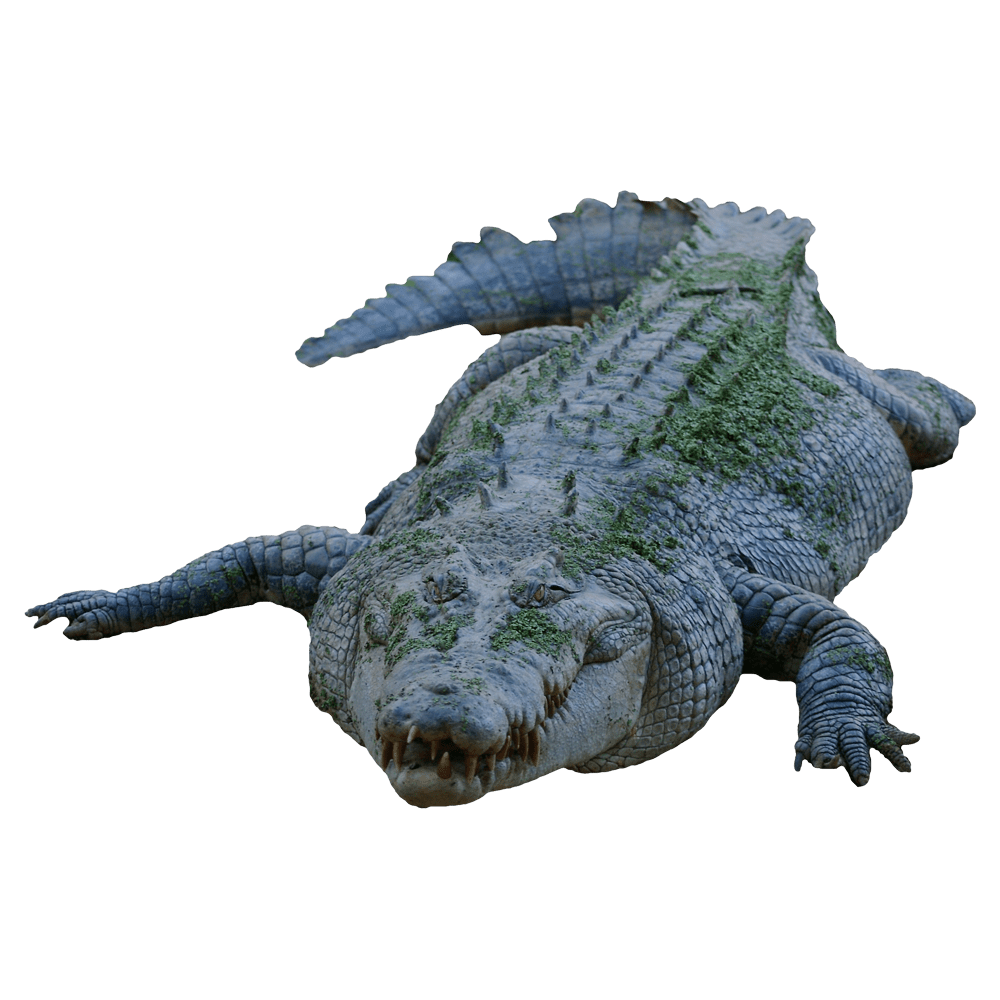 Crocodile alligators images hd photo clipart 2