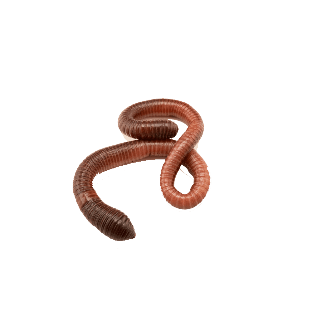 Earth worm images hd photo clipart 2