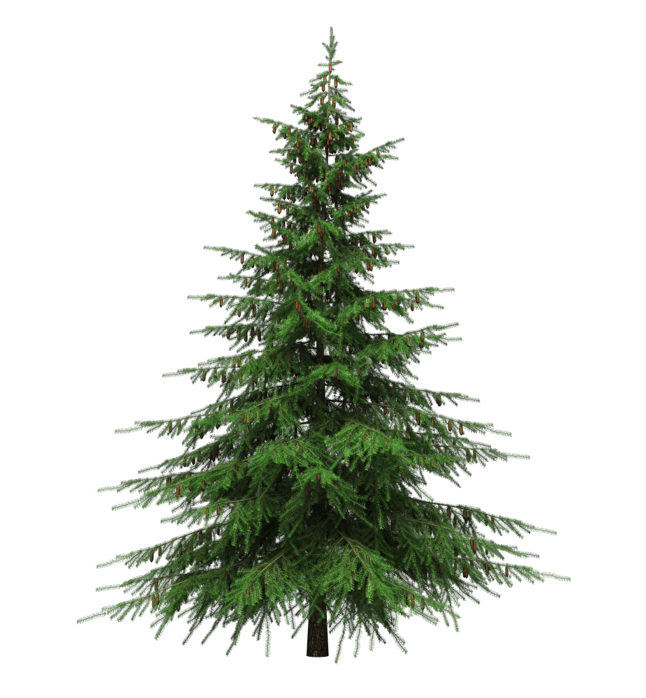 Christmas tree png large images transparen clipart