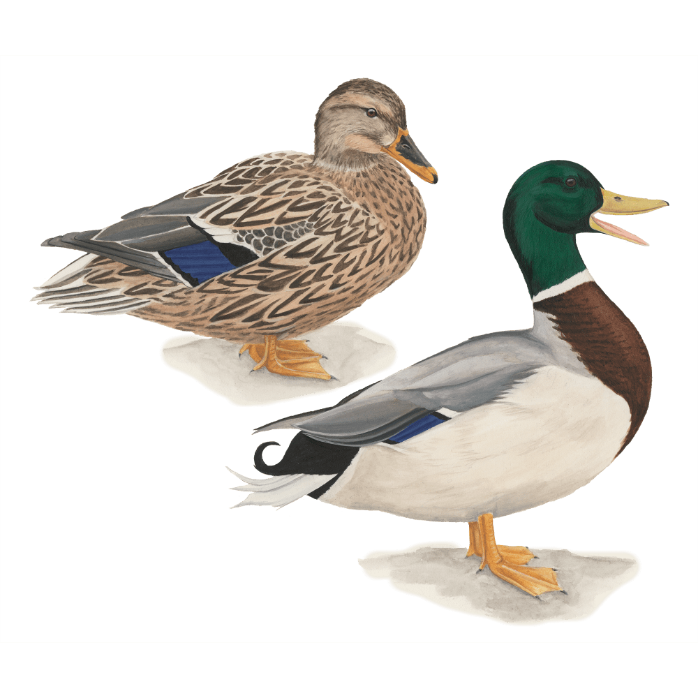 Goose pin page clipart image