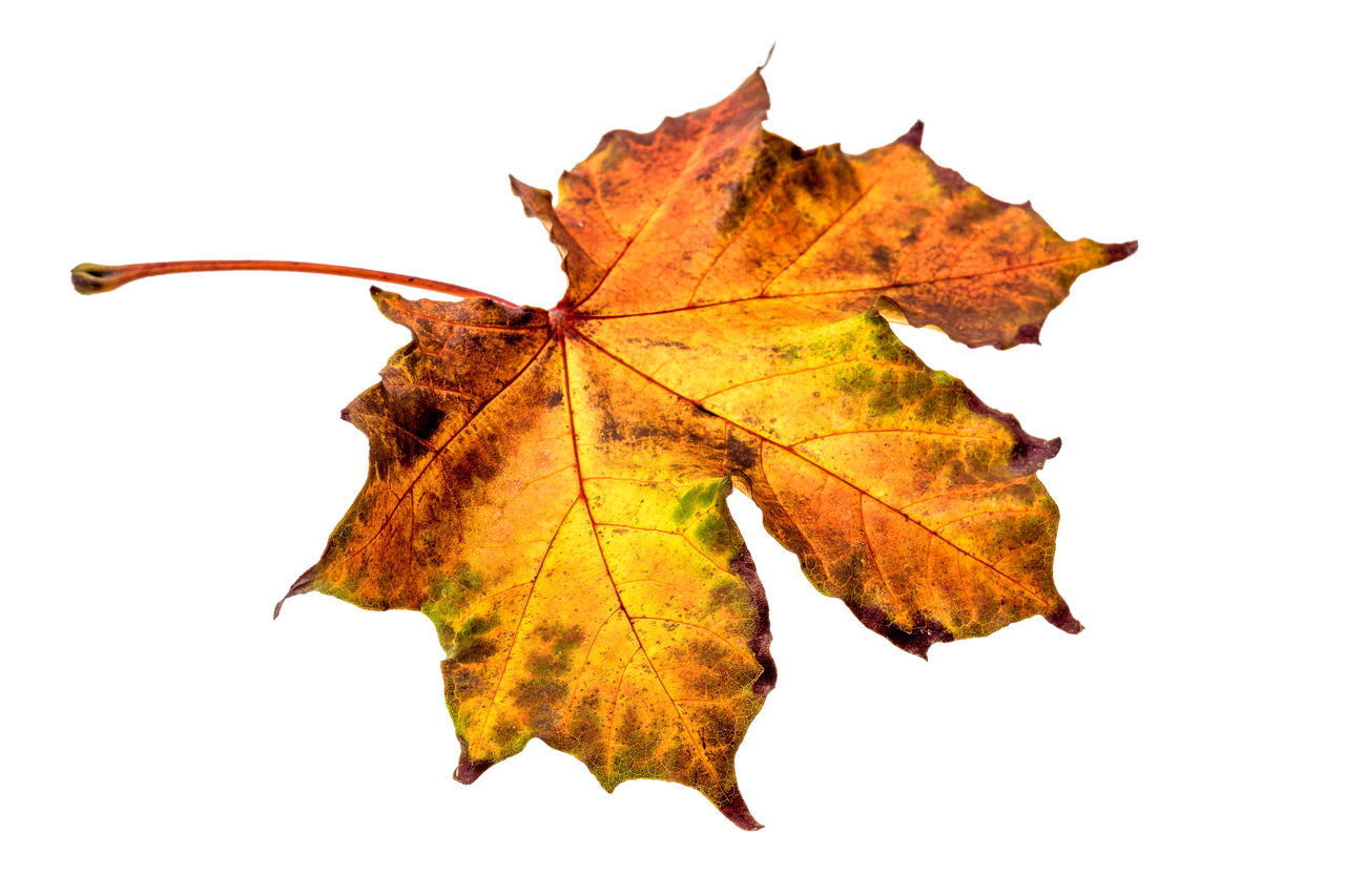 Autumn leaf fall leaves photo pixabay clipart