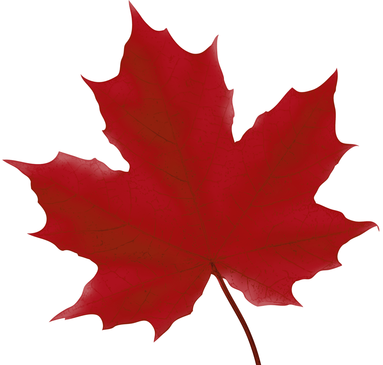 Autumn leaf maple red clipart image