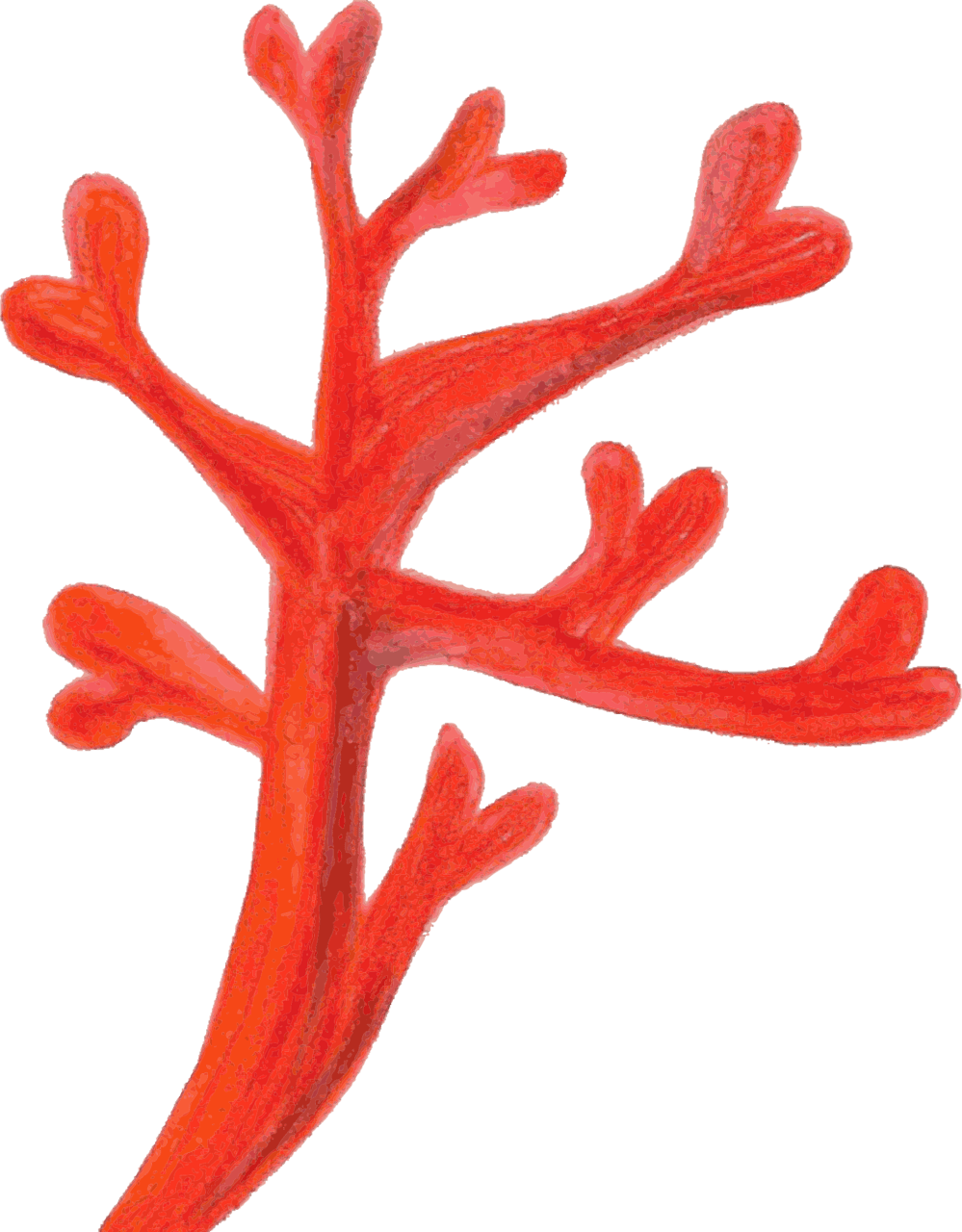 Collection of coral clipart red image with no background