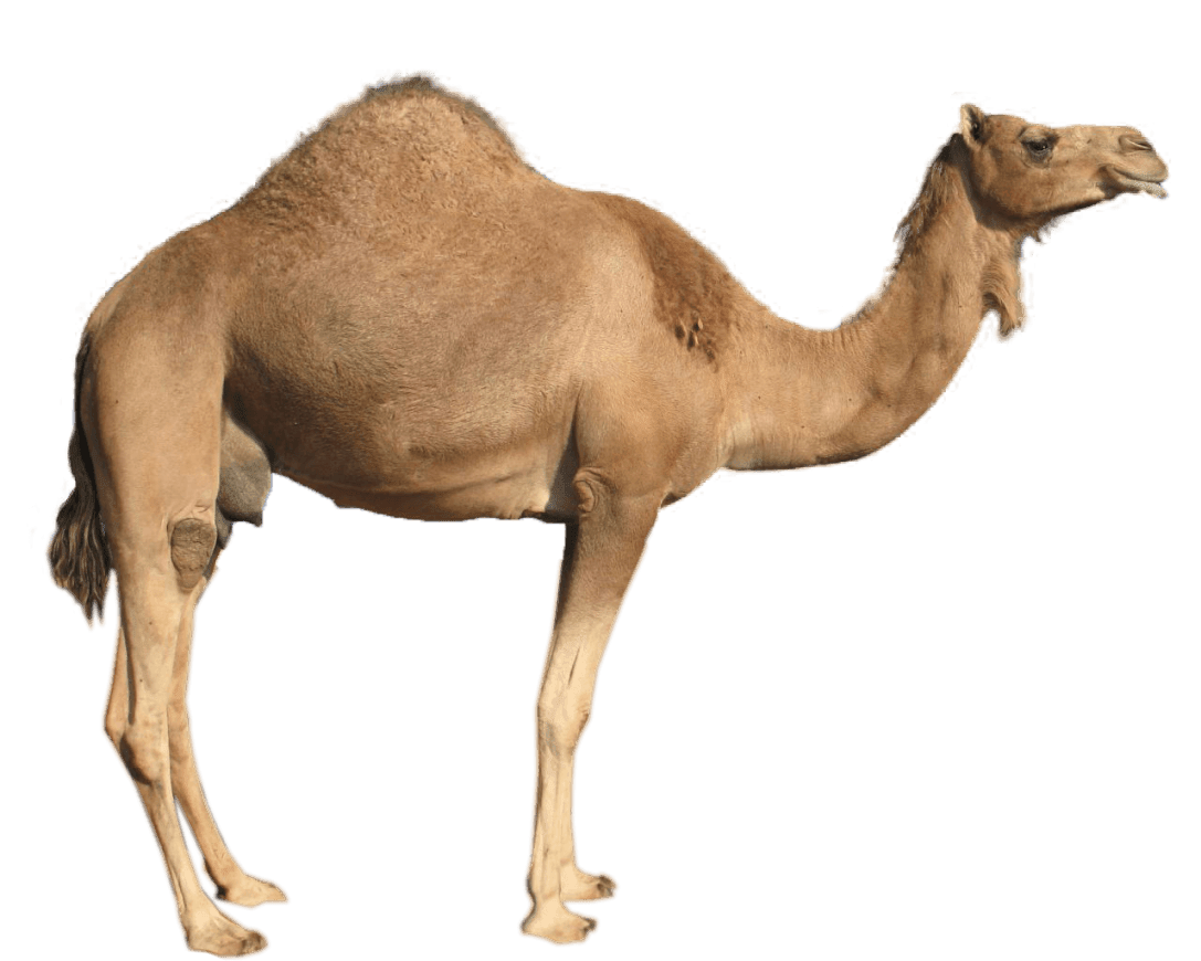 Camel clipart silhouettes art vector