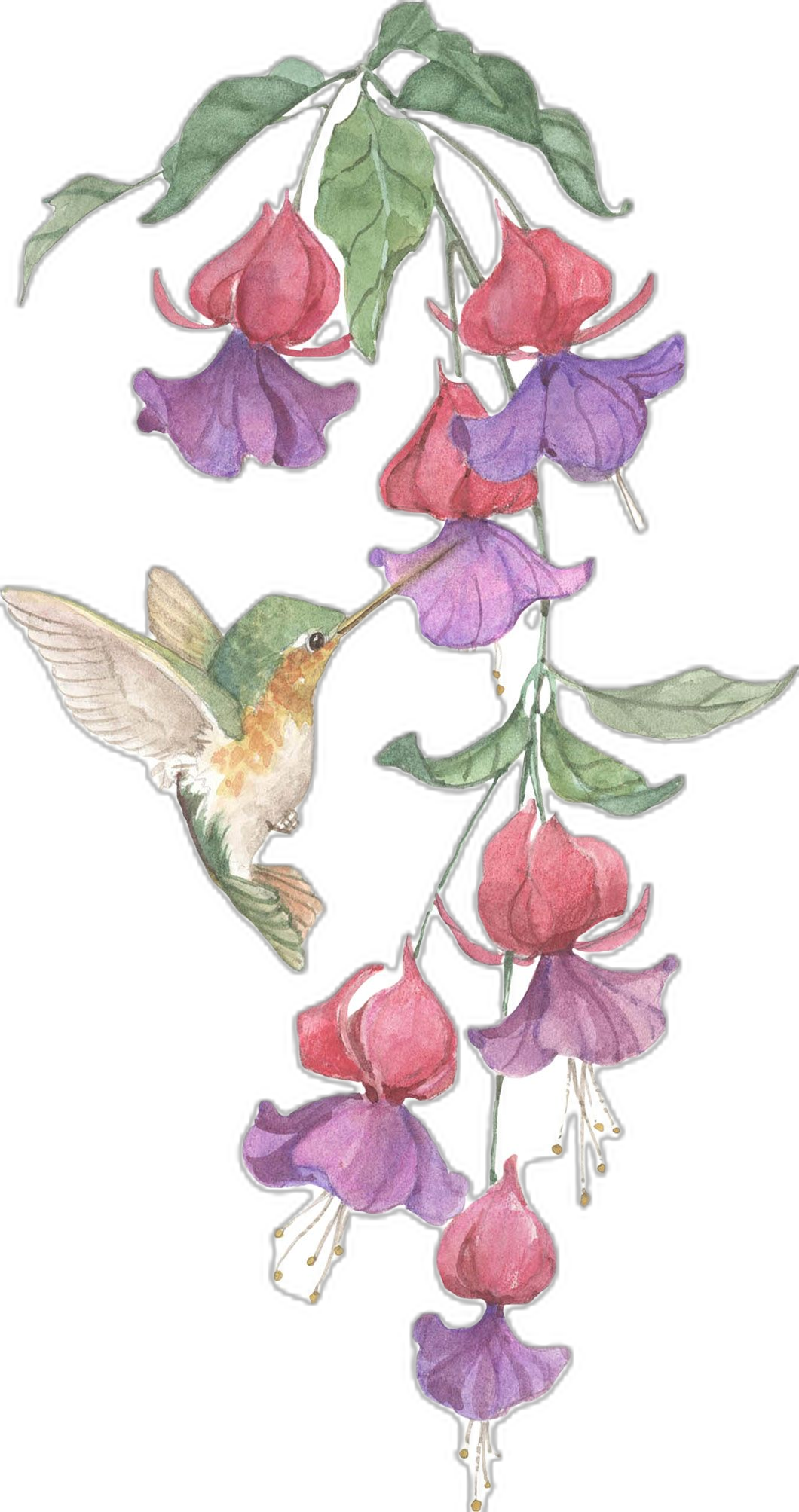 Hummingbird page clipart transparent