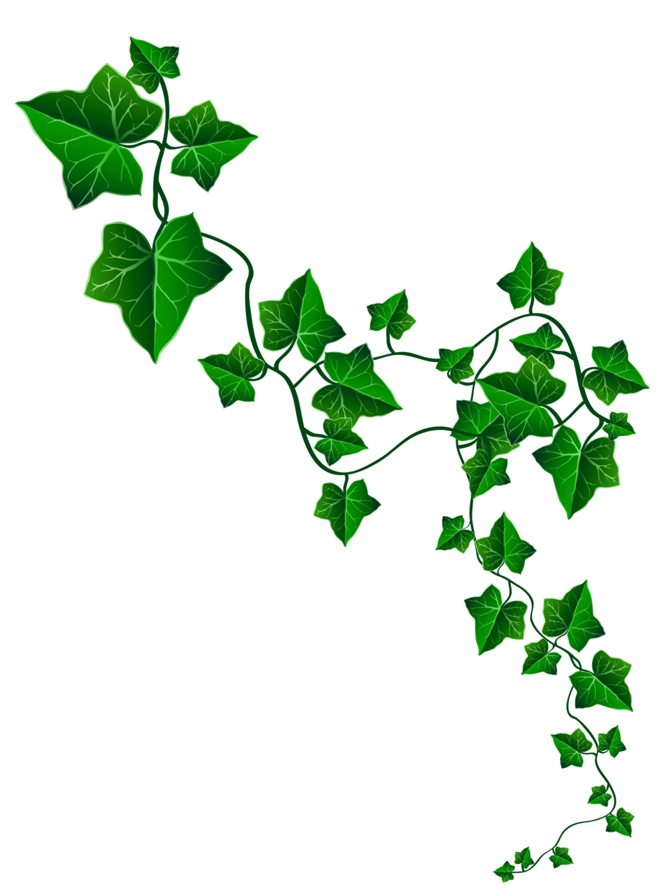 Background vine clipart