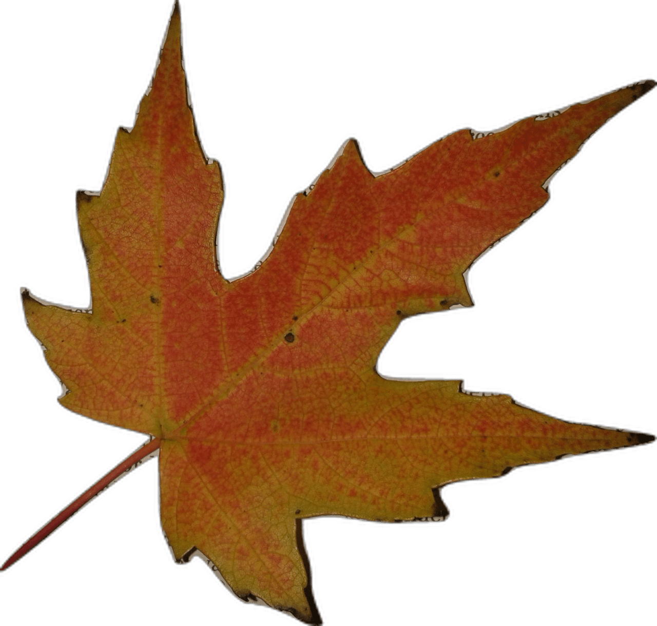 Autumn leaf pin page clipart photo