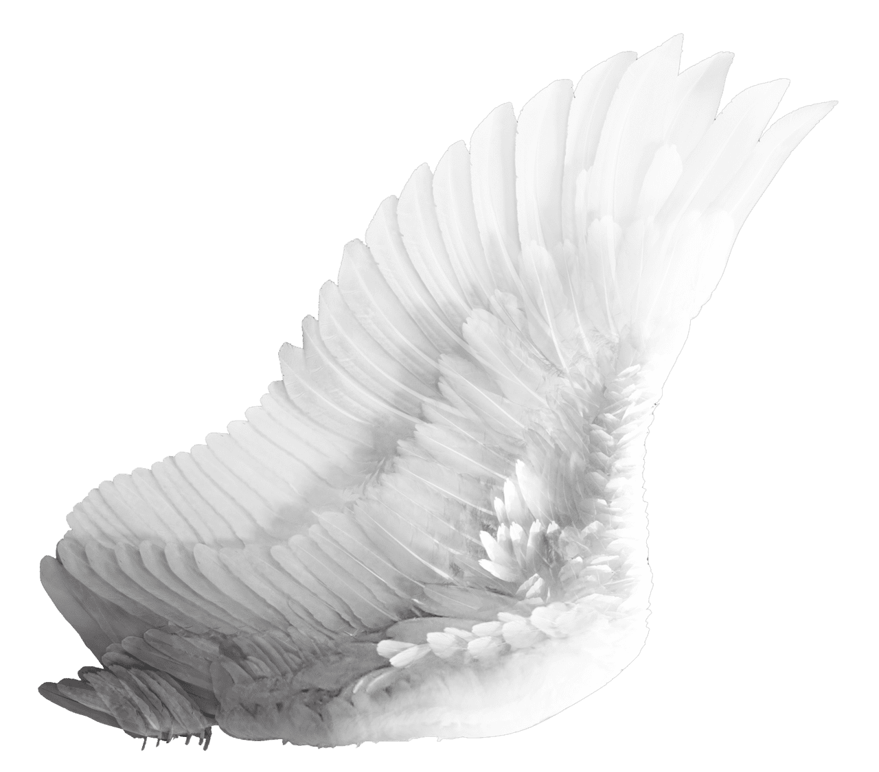 Wings white clipart vector