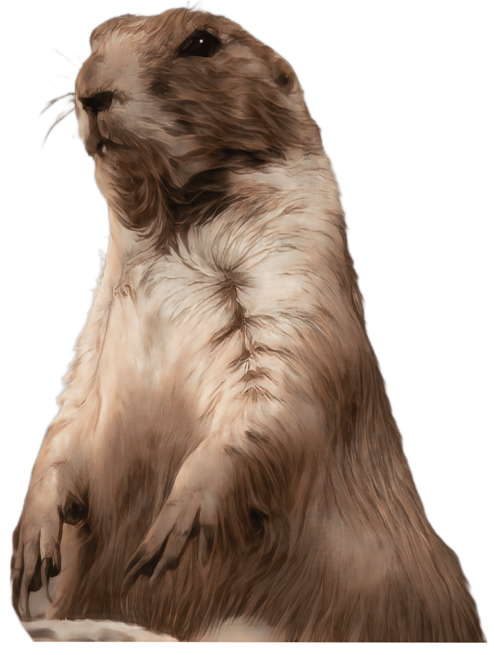 Groundhog wildlife nature image clipart 2