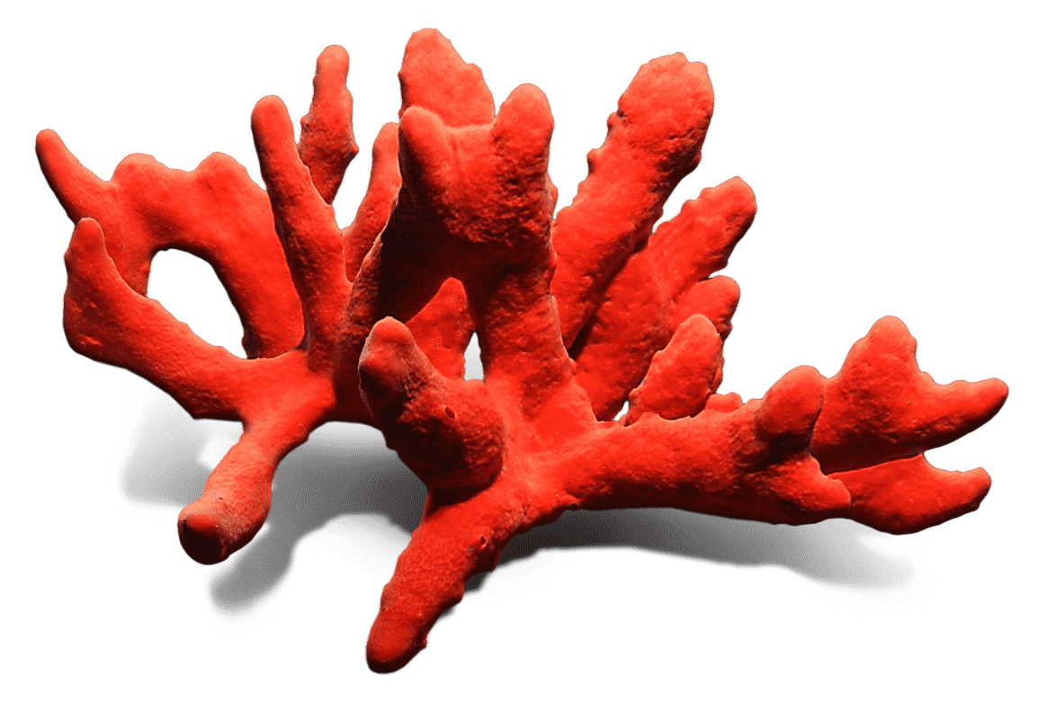 Natural red coral pic clipart transparent