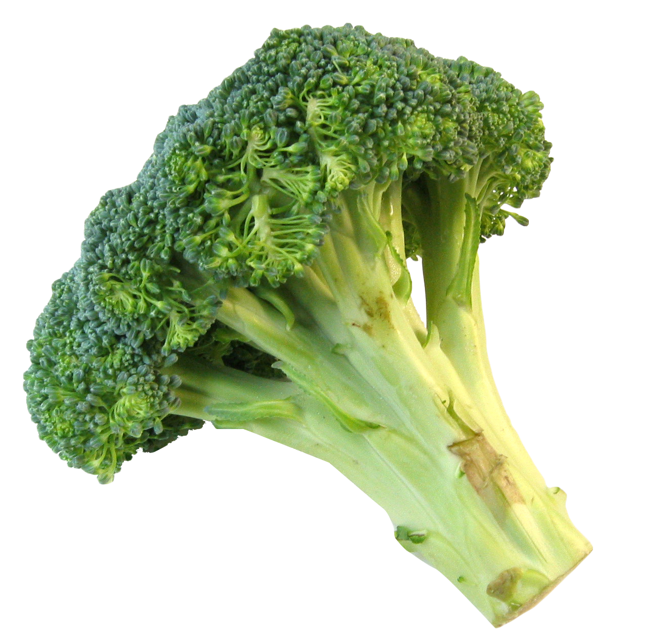 Fresh broccoli image cc library clipart