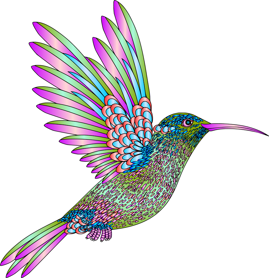 Hummingbird colibri aves colores degradados by creaciones jean deviantart clipart picture