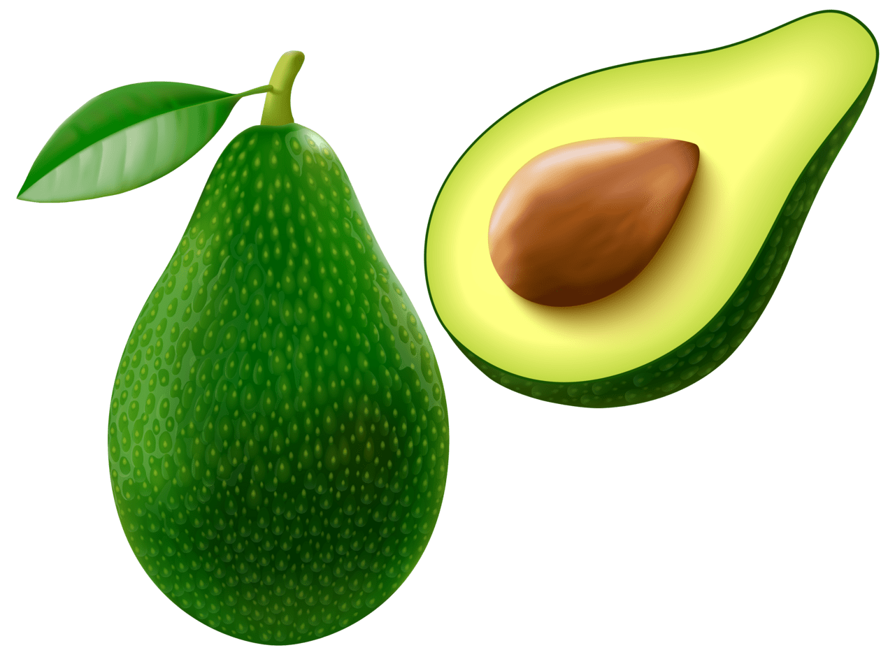 Avocado vector clipart image