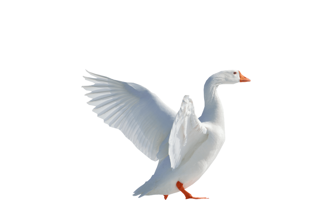 Goose flying clipart picture