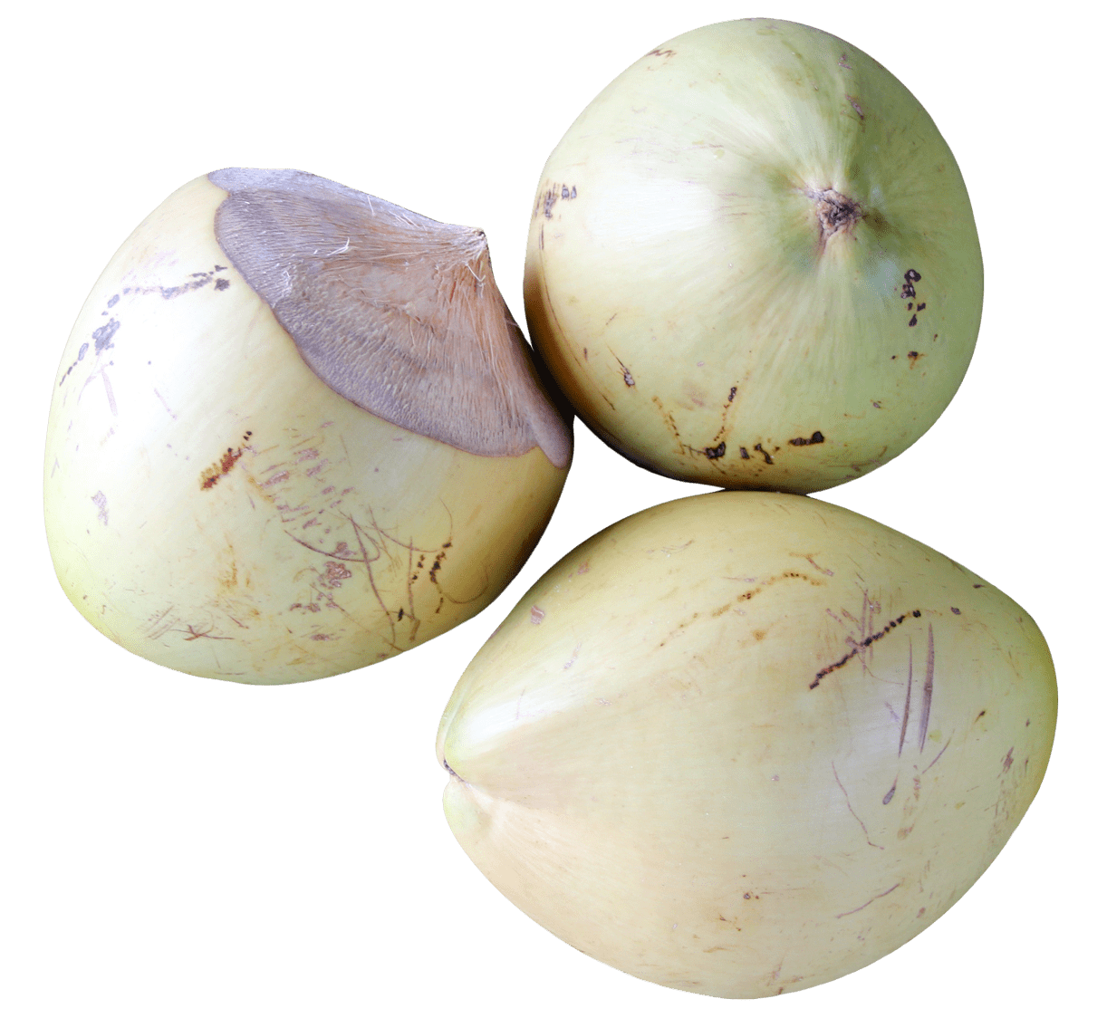 Top view of coconut clipart photo