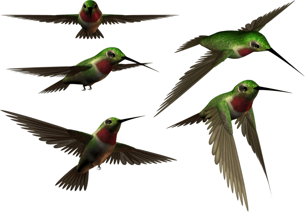 Hummingbird av clipart transparent