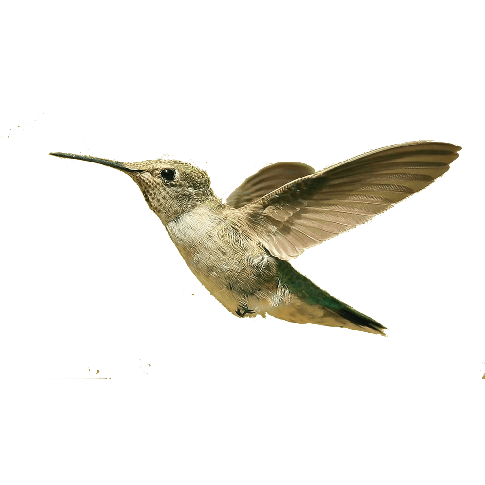 Hummingbird fly bird images hd photo clipart